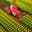 Cut the Grass   Cutting Grass